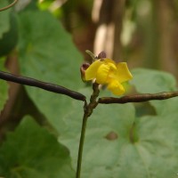 Vigna umbellata (Thunb.) Ohwi & H.Ohashi